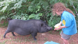 Picture of a guest feeding a pig at Spirit Point