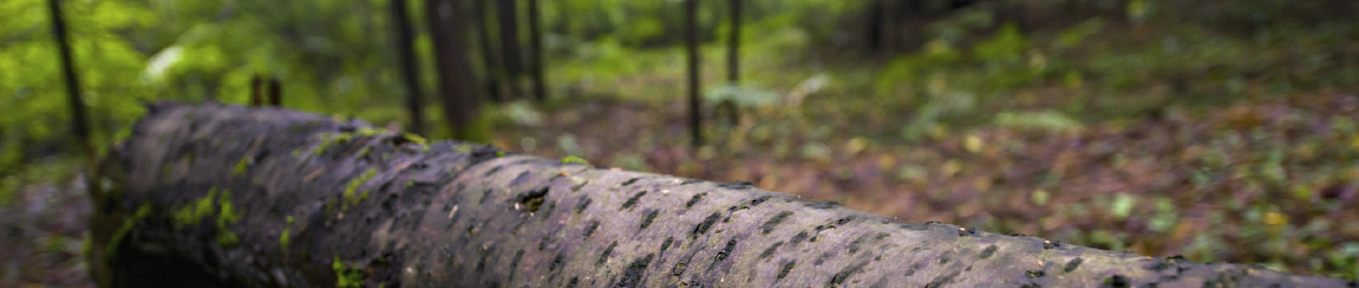 Picture of a white birch tree log in the forest near Spirit Point