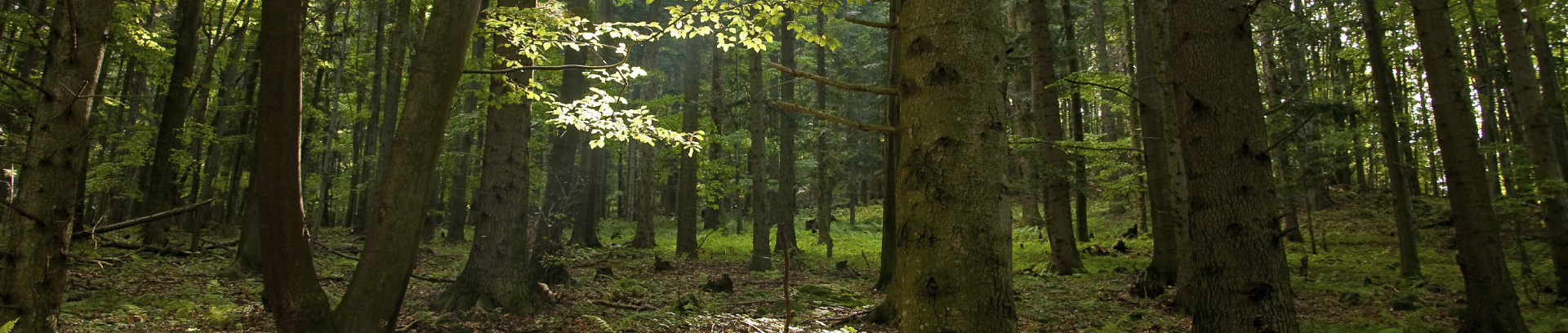 Picture of part of the forest surrounding Spirit Point